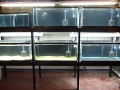 Fish Room Build_0573