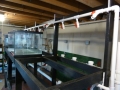 Fish Room Build_0608