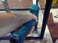 Fish Room Build_0629