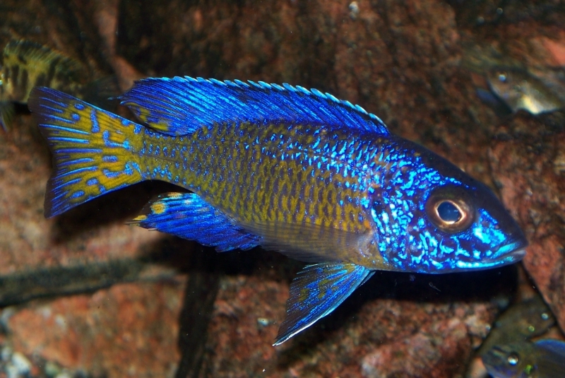 Fishe Market-old – Very Fishe – African Cichlids