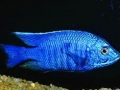 Azureus