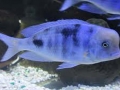 Blue Dolphin profile 4
