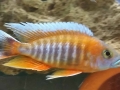 Eureka Red profile 4