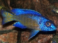 Flametail