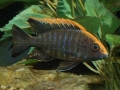 Malandi Sulpher Head