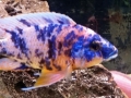 OB Peacock
