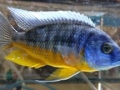 Protomelas spilonotus tanzania