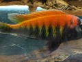 Pundamilia nyererei
