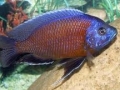 Red Fin Borelyi