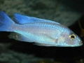 Sciaenochromis-fryeri-White-Knights