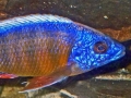 Taiwan Reef