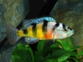 Zebra Oblidiquidens