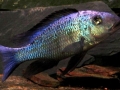 Malawi Sand Diver